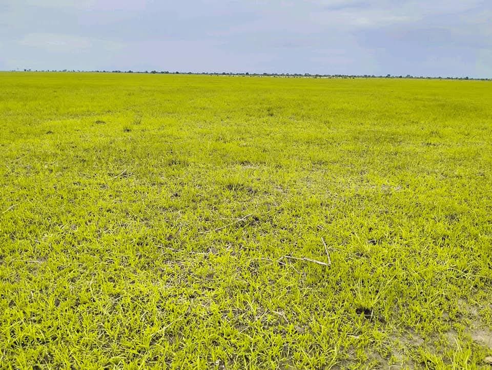 Aweil Rice Scheme Field